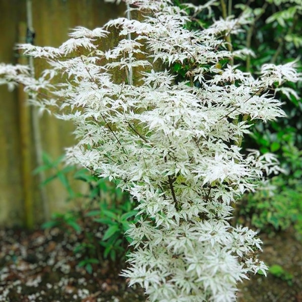 White Japanese Maple Tree 10 Seeds For Faster Growth Garden, Planting, Herliom, summer, plant, flower