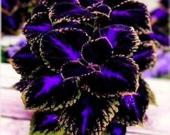 Schwarz Lila Coleus Blumen 10 Samen Einfach zu Wachsen Garten, Pflanzen, Herliom, Sommer, pflanze, Blume