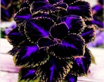 Black Purple Coleus Flowers 10 Seeds Easy to Grow Garden, Planting, Herliom, summer, plant, flower