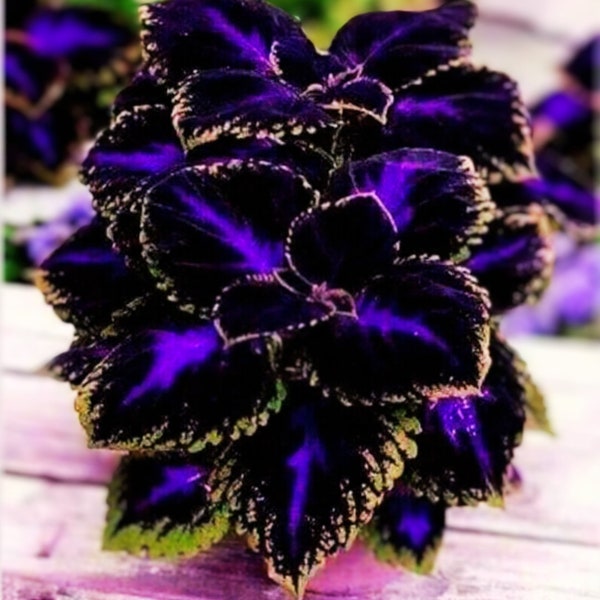 Black Purple Coleus Flowers 10 Seeds Easy to Grow Garden, Planting, Herliom, summer, plant, flower