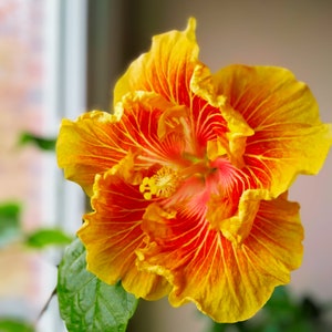 May include: A vibrant orange and red hibiscus flower with a yellow centre. The flower has a ruffled appearance and is in full bloom.