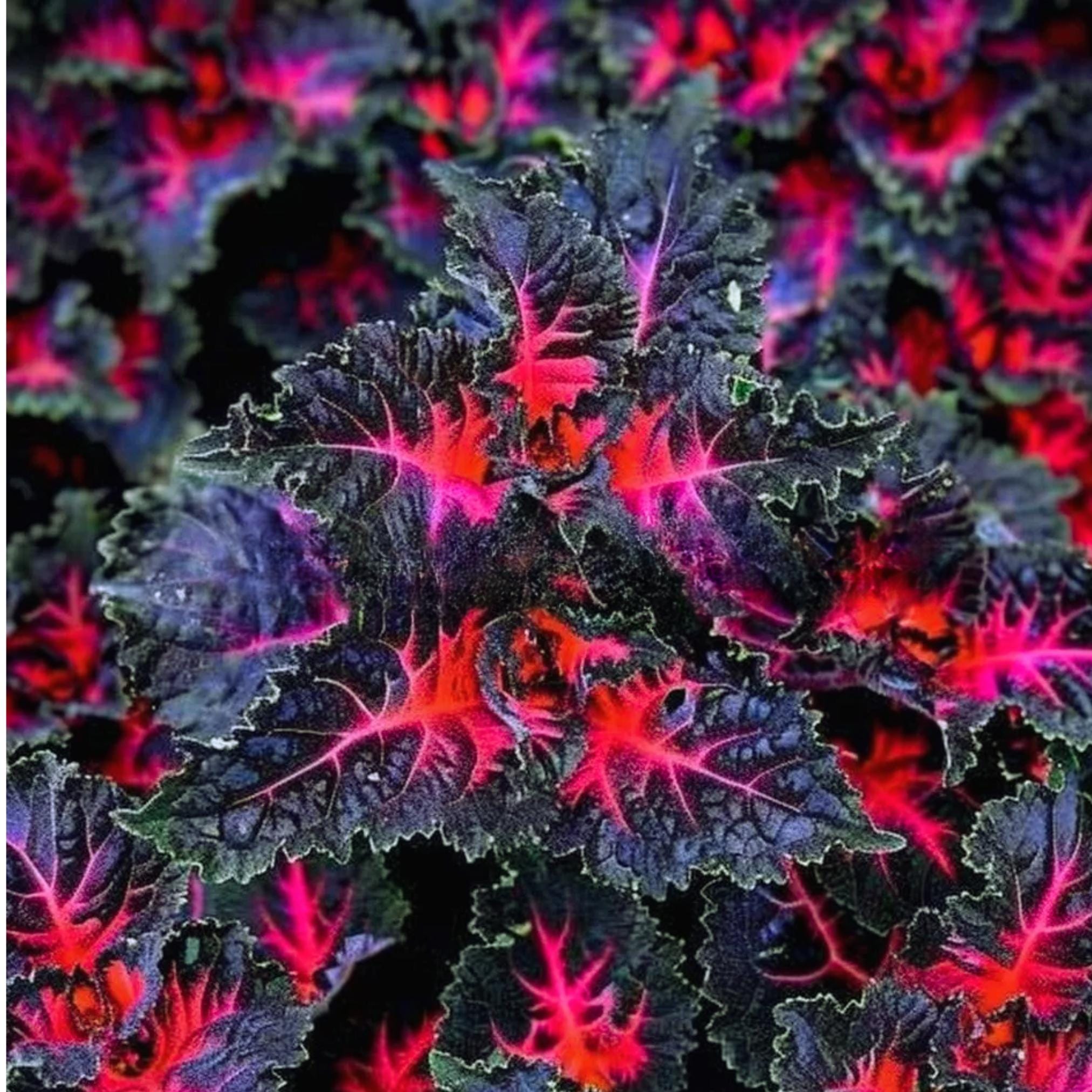Coleus Black Dragon Seeds: Heirloom Lulu Flowers, Easy Grow (25