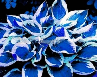 Hosta 25 Seeds Blue Bonsai Perennials Lily Flower Shade  Flower Grass Easy to Grow Garden, Planting, Herliom, summer, plant, flower