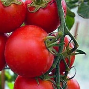 May include: A cluster of red ripe tomatoes hanging on a vine. The tomatoes are round and smooth, with a glossy finish.