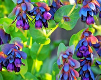 Blue Honeywort Shrimp Plant 5 Seeds Annual Perennial  Easy to Grow Garden, Planting, Herliom, summer, plant, flower