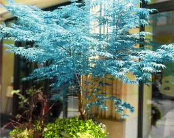 Blue Japanese Maple Tree 10 Seeds Are Hulled For Faster Growth Garden, Planting, Herliom, summer, plant, flower