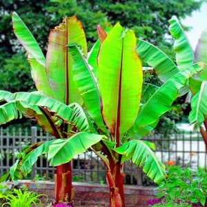 May include: Two banana trees with vibrant green leaves and reddish-brown trunks. The leaves have prominent veins and a slight reddish hue near the center. The trees are planted in a garden with pink flowers and green grass.