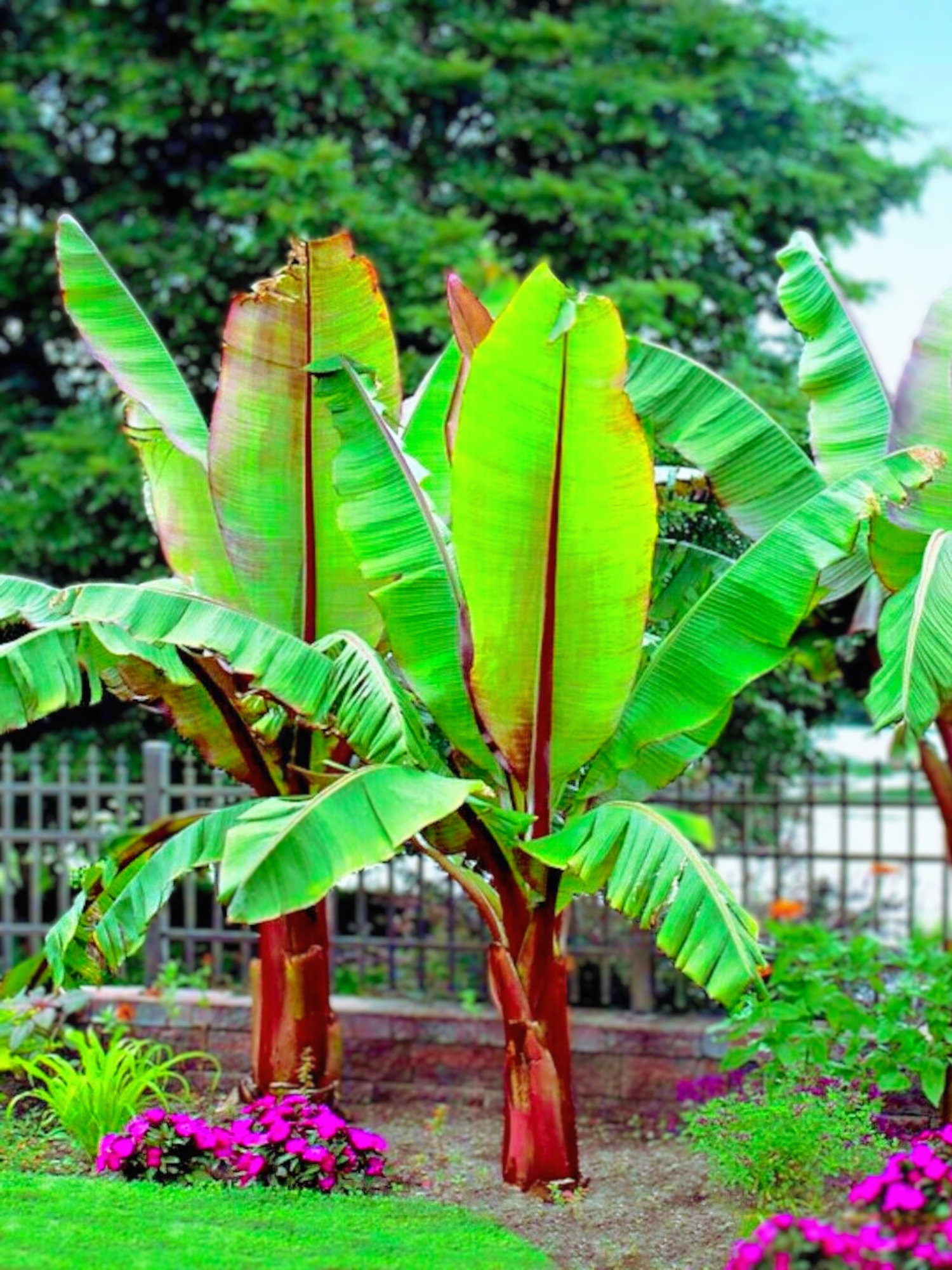 canna plant australia Australia Canna Flower Bulbs  Horn Canna Farm