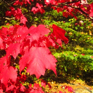 May include: A close-up shot of bright red maple leaves, set against a backdrop of green evergreen foliage. The leaves are in sharp focus, showing their intricate veins and textures. The image captures the beauty of autumn.