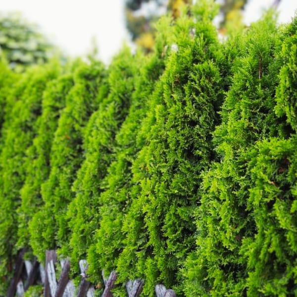 American Arborvitae Thuja occidentalis 50 Seeds Easy to Grow Garden, Planting, Herliom, summer, plant, flower