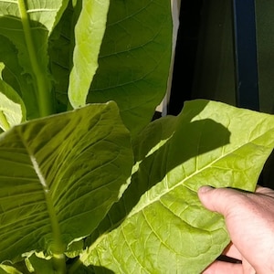 Gold Leaf Tobacco