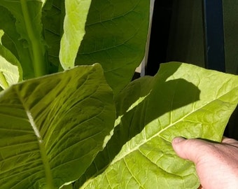 Virginia gold tobacco seeds organically grown