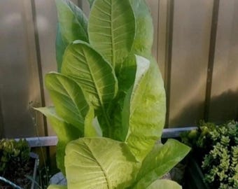Virginia tobacco seeds 2000+ organically grown. Seeds harvested in 2026