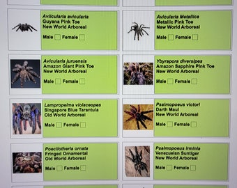 Tarantula Enclosure Identification Labels