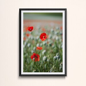 Tasmanian Poppies