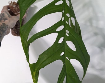 MONSTERA ELQUELETO