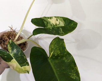 PHILODENDRON BURLEMARX VARIEGATA