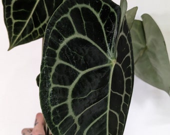 ANTHURIUM CLAVINERIUM