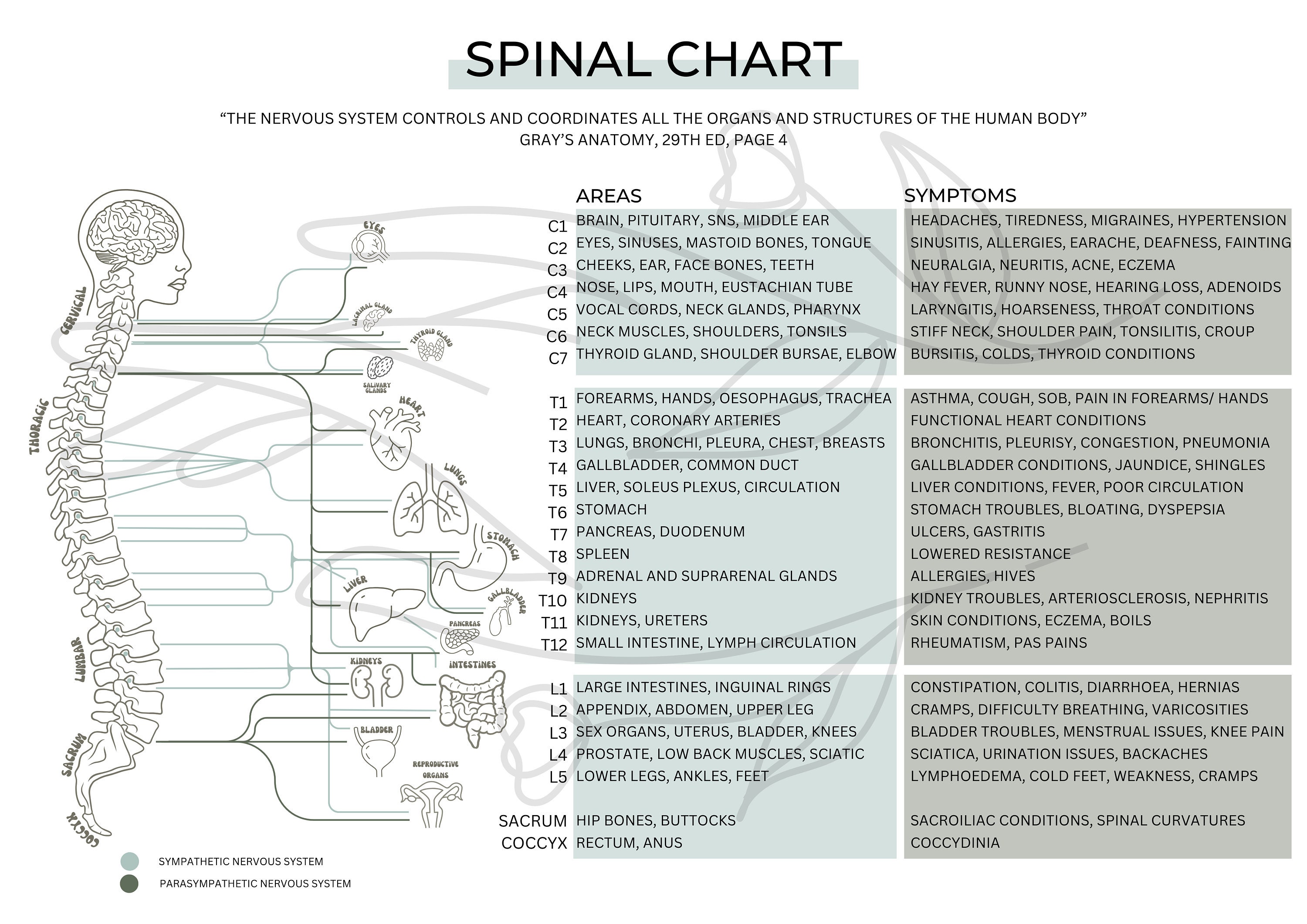 Spinal Chart/ Autonomic Nervous System- Organ Poster Pdf Download - Etsy