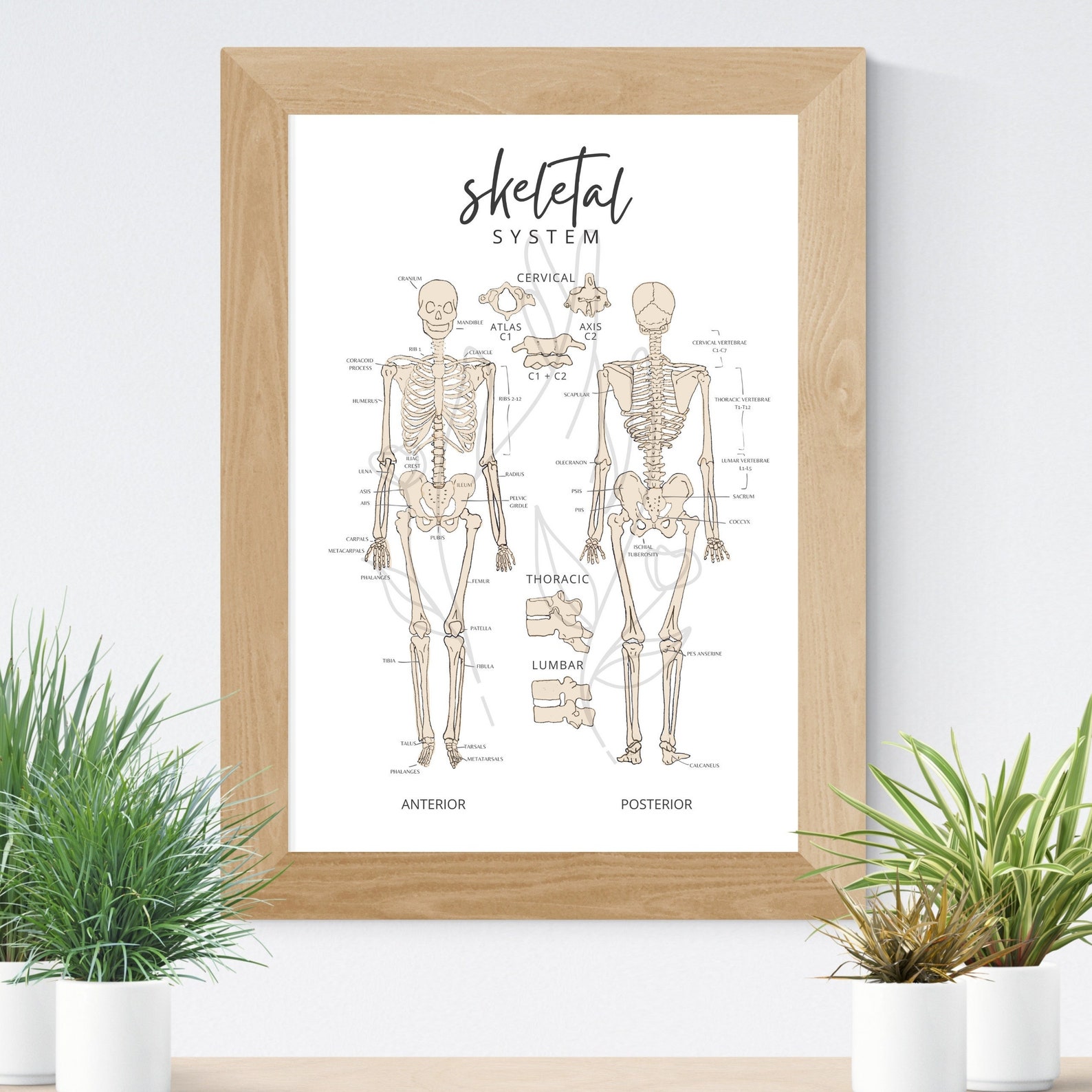 Minimalist Skeletal Anatomy Poster: Chiro/osteo Clinic Art (PDF Download) - Etsy