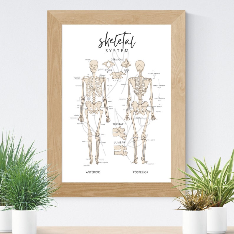 Minimalist Skeletal Anatomy Poster: Chiro/osteo Clinic Art (PDF Download) - Etsy Australia