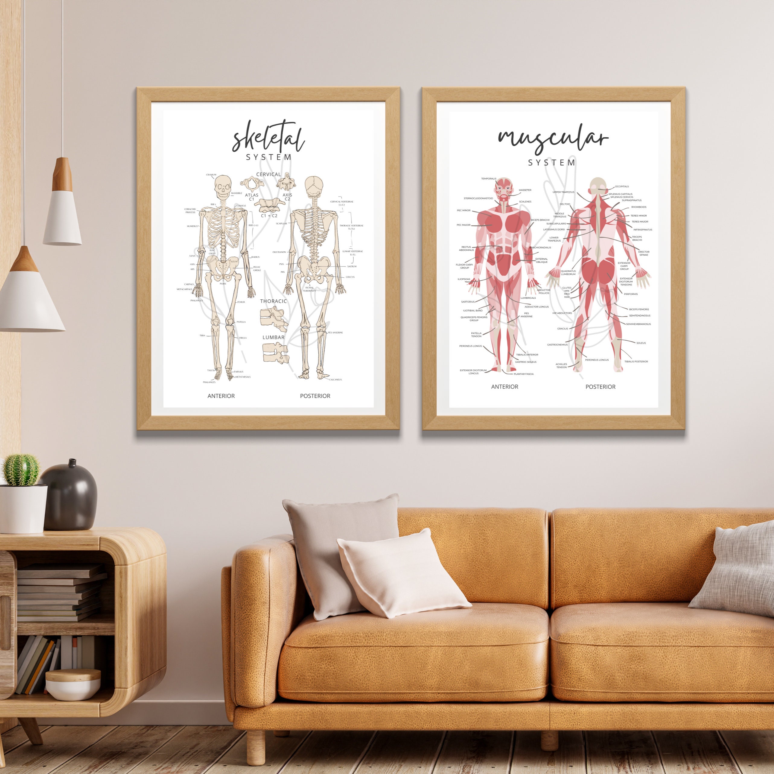 Minimalist Skeletal Anatomy Poster: Chiro/osteo Clinic Art (PDF Download) - Etsy