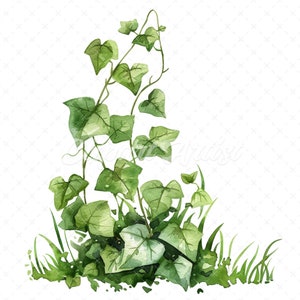 20 High-Quality Vine Plant Clipart - Vine plant digital watercolor JPG instant download for commercial use - Digital download