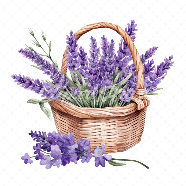 20 High-Quality Lavender Basket Clipart - Lavender basket digital watercolor JPG instant download for commercial use - Digital download