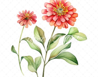 May include: Watercolor painting of two pink zinnia flowers with green leaves on a white background.