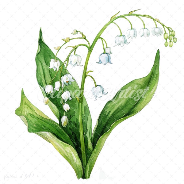 20 High-Quality Lily Of Valley Clipart - Lily of the valley digital watercolor JPG instant download for commercial use - Digital download