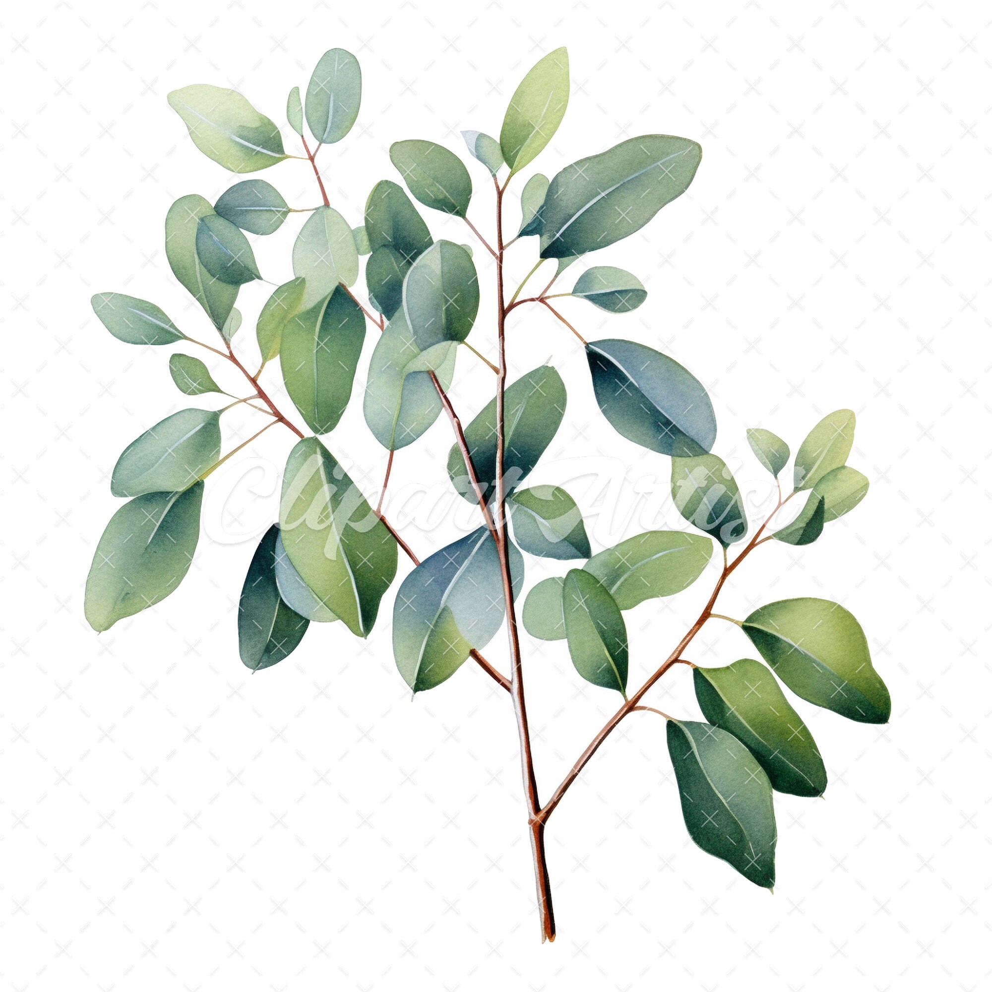 20 Highquality Eucalyptus Clipart Eucalyptus Digital Watercolor JPG