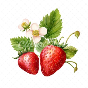 20 High-Quality Strawberry Clipart - Strawberry digital watercolor JPG instant download for commercial use - Digital download