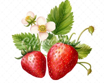 Strawberry Watercolor Clipart – Commercial Use (Digital Download)