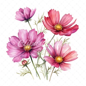 Peut inclure: Un bouquet de fleurs de cosmos roses et rouges avec des tiges et des feuilles vertes. Les fleurs sont en pleine floraison et ont un effet aquarelle.