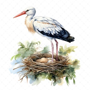 20 High-Quality Stork Nest Clipart - Stork birds digital watercolor JPG instant download for commercial use - Digital download