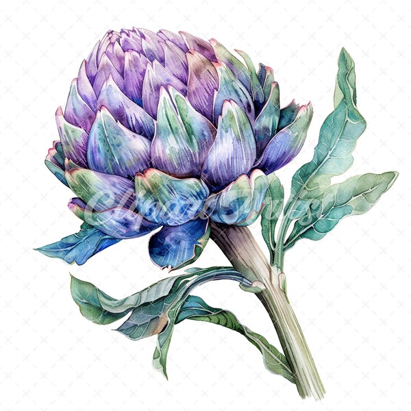 20 High-Quality Artichoke Clipart - Artichoke flower digital watercolor JPG instant download for commercial use - Digital download