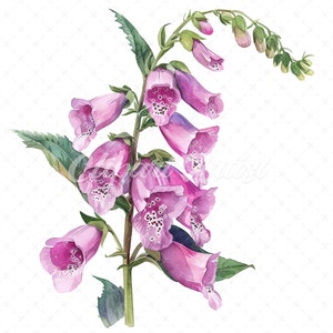 18 High-Quality Foxglove Clipart - Foxglove flowers digital watercolor JPG instant download for commercial use - Digital download