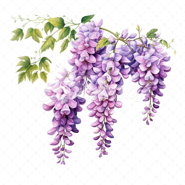 20 Clipart de fleur de glycine de haute qualité - Aquarelle numérique de fleur de glycine JPG téléchargement instantané pour un usage commercial - Téléchargement numérique