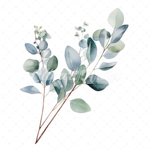 20 High-Quality Eucalyptus Clipart - Eucalyptus digital watercolor JPG instant download for commercial use - Digital download