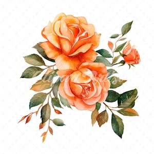 20 High-Quality Orange Rose Clipart - Orange rose digital watercolor JPG instant download for commercial use - Digital download