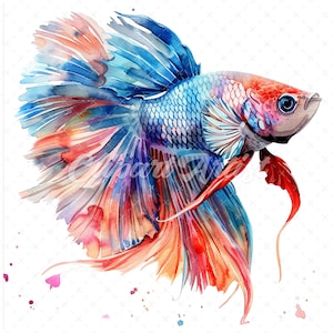 20 High-Quality Betta Fish Clipart - Betta fish digital watercolor JPG instant download for commercial use - Digital download