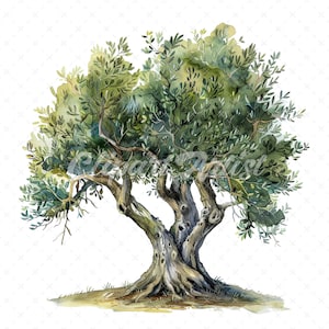20 High-Quality Olive Trees Clipart - Olive trees digital watercolor JPG instant download for commercial use - Digital download