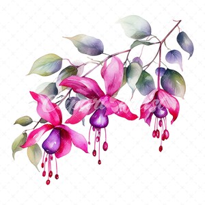 20 High-Quality Fuchsia Clipart - Fuchsia flowers digital watercolor JPG instant download for commercial use - Digital download
