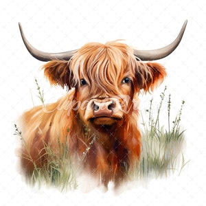 19 High-Quality Highland Cow in Grass Clipart - Highland cow digital watercolor JPG instant download for commercial use - Digital download