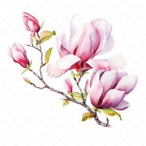 19 High-Quality Magnolia Clipart - Magnolia flower digital watercolor JPG instant download for commercial use - Digital download