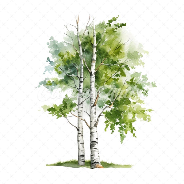 19 High-Quality Birch Tree Clipart - Birch tree digital watercolor JPG instant download for commercial use - Digital download