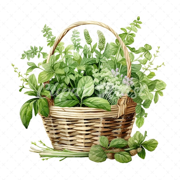 20 High-Quality Herbs Basket Clipart - Herbs basket digital watercolor JPG instant download for commercial use - Digital download