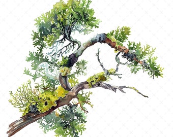 Op de afbeelding: Waterverf schilderij van een tak met groene bladeren en gele korstmossen. De tak is bruin en heeft een ruwe textuur. Het schilderij is gemaakt op een witte achtergrond.