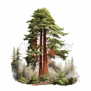 23 High-Quality Redwood Trees Clipart - Redwood trees digital watercolor JPG instant download for commercial use - Digital download