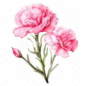 20 High-Quality Pink Carnation Clipart - Pink carnation digital watercolor JPG instant download for commercial use - Digital download